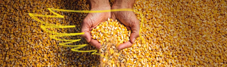 Семена кукурузы когда размер не имеет значения